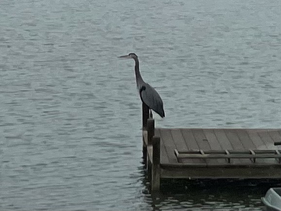 A majestic Great Blue Heron perched on a wooden dock post
