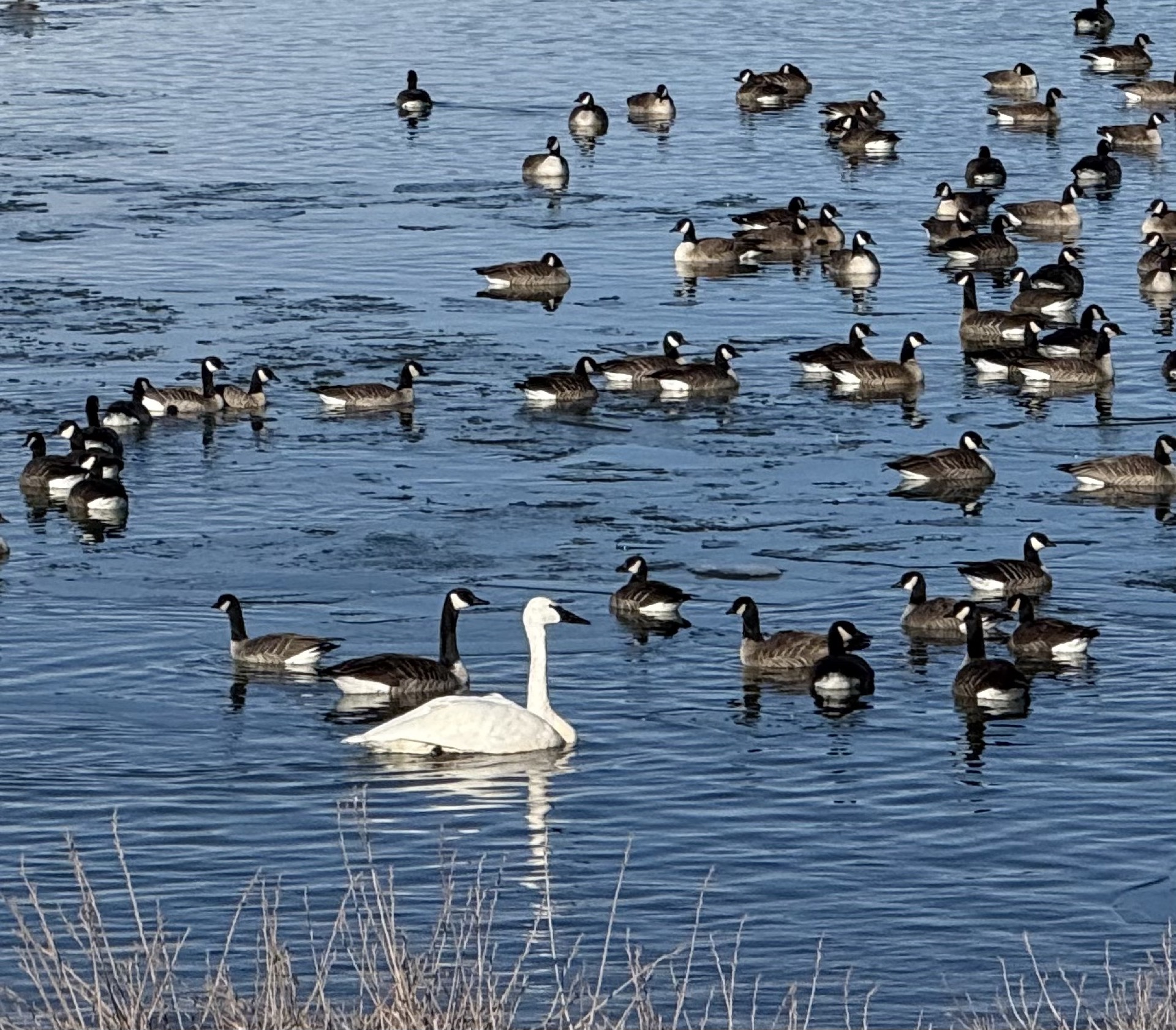 A majestic white Trumpeter Swan swimming in open water