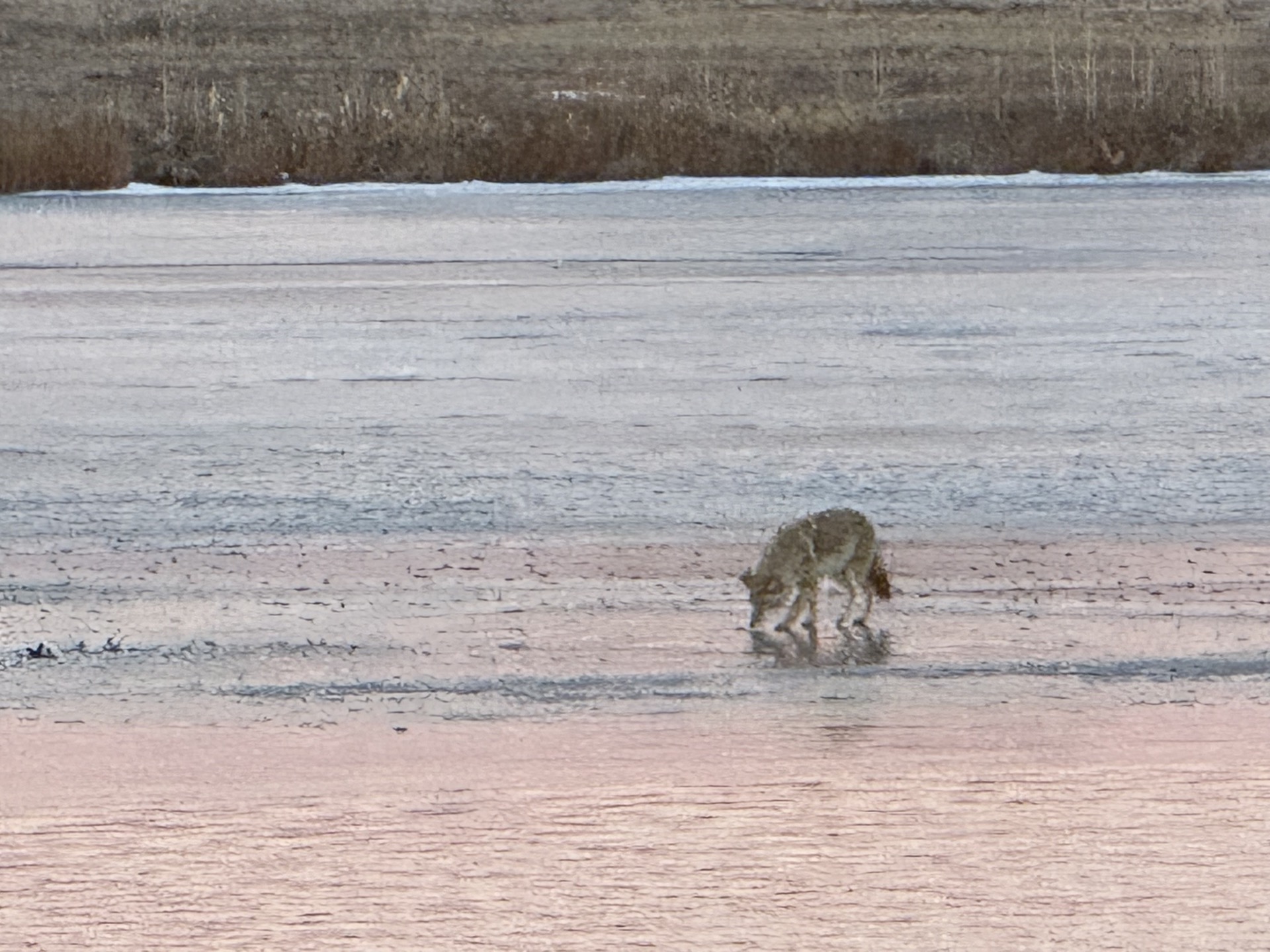 A wild Coyote standing on the frozen surface of Reflection Bay