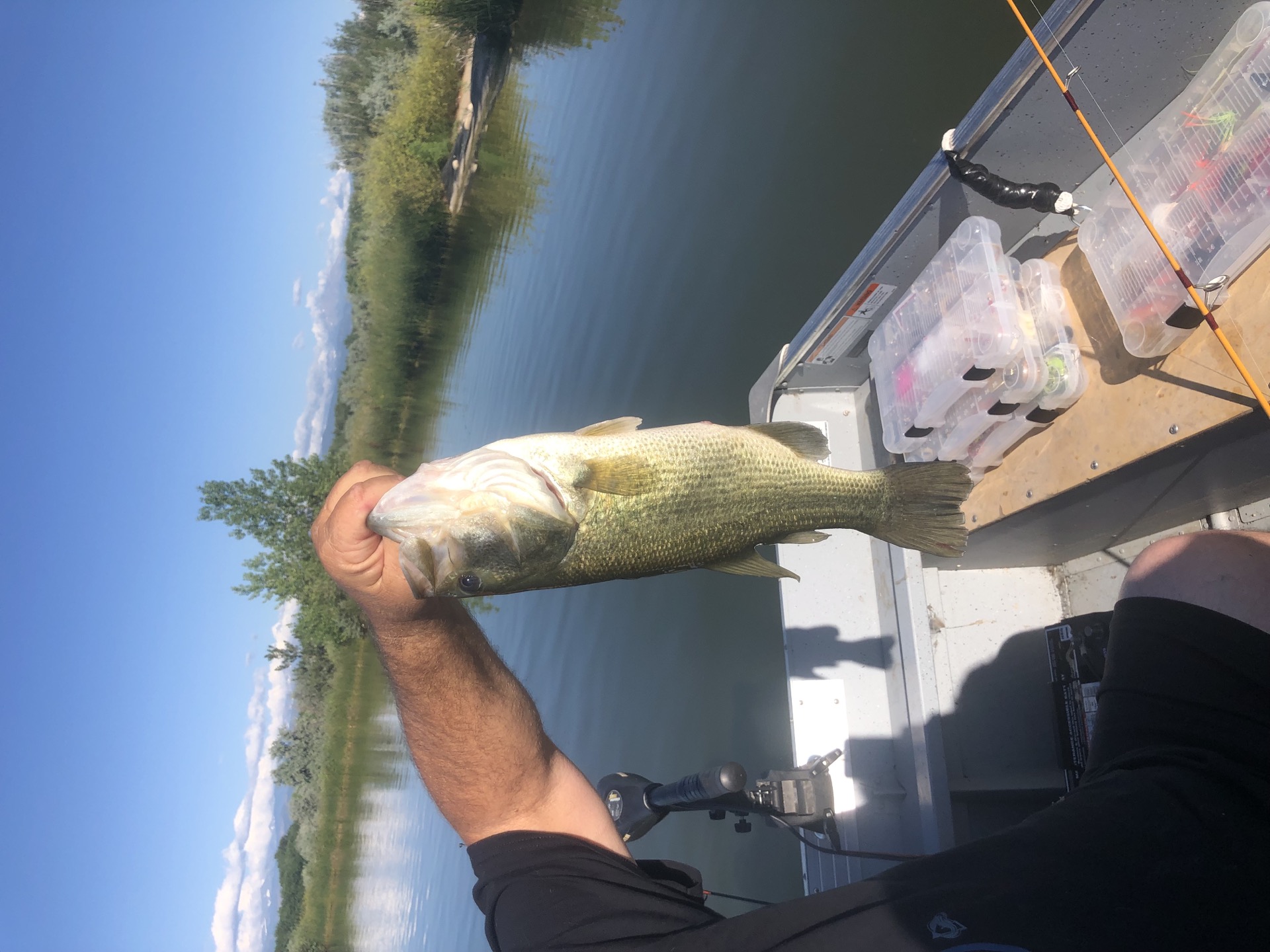 A gorgeous close-up of a freshly caught Largemouth Bass in Reflection Bay