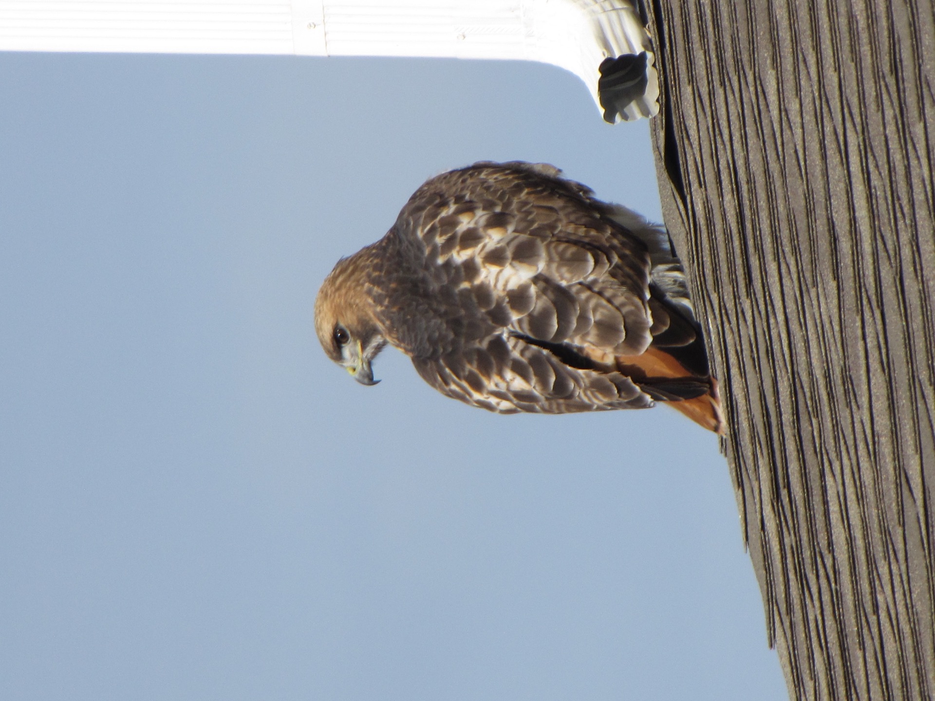 A beautiful Red-tailed Hawk perched on a high roof peak