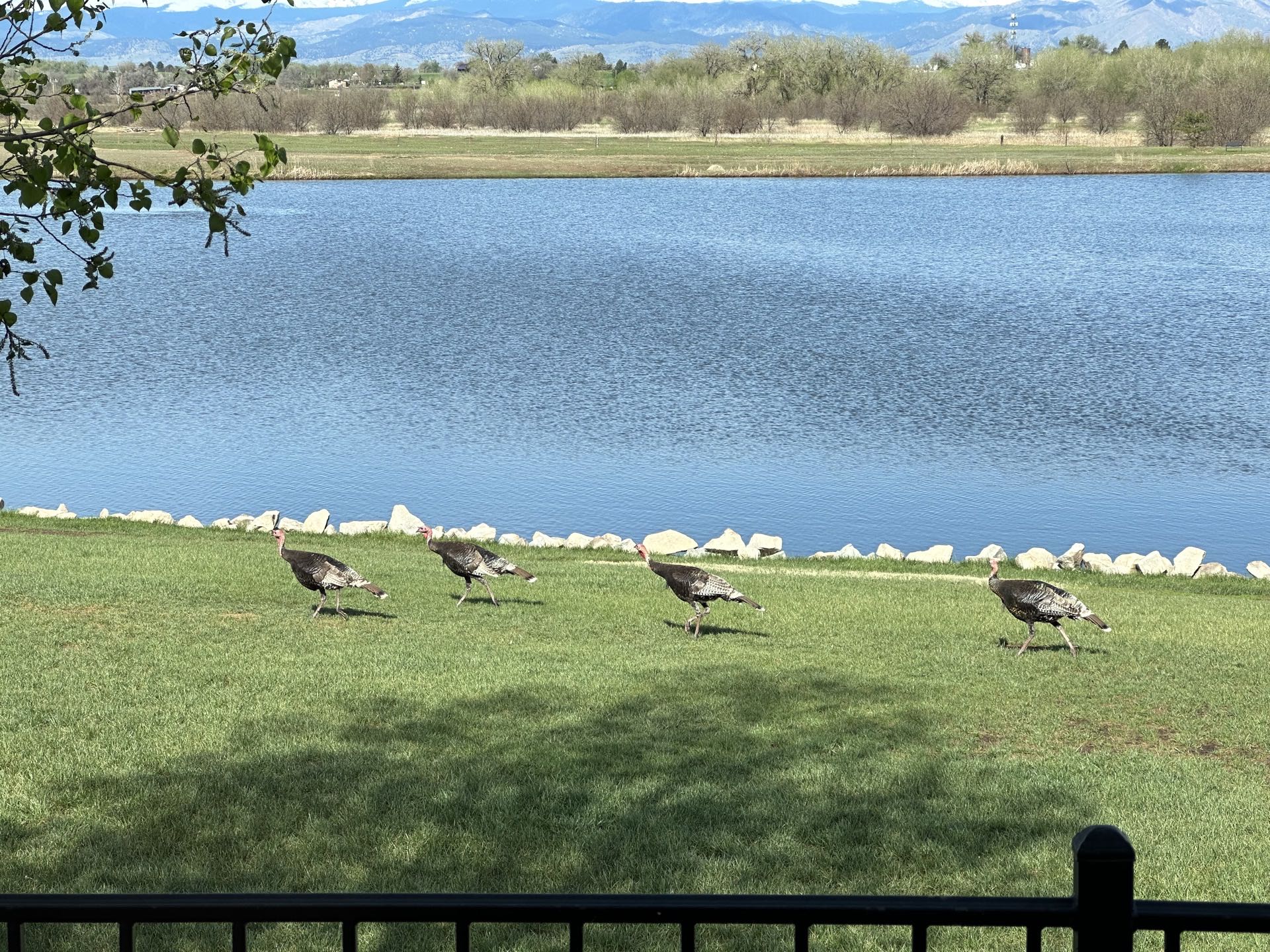 Panoramic view of the waterfront homes and lake