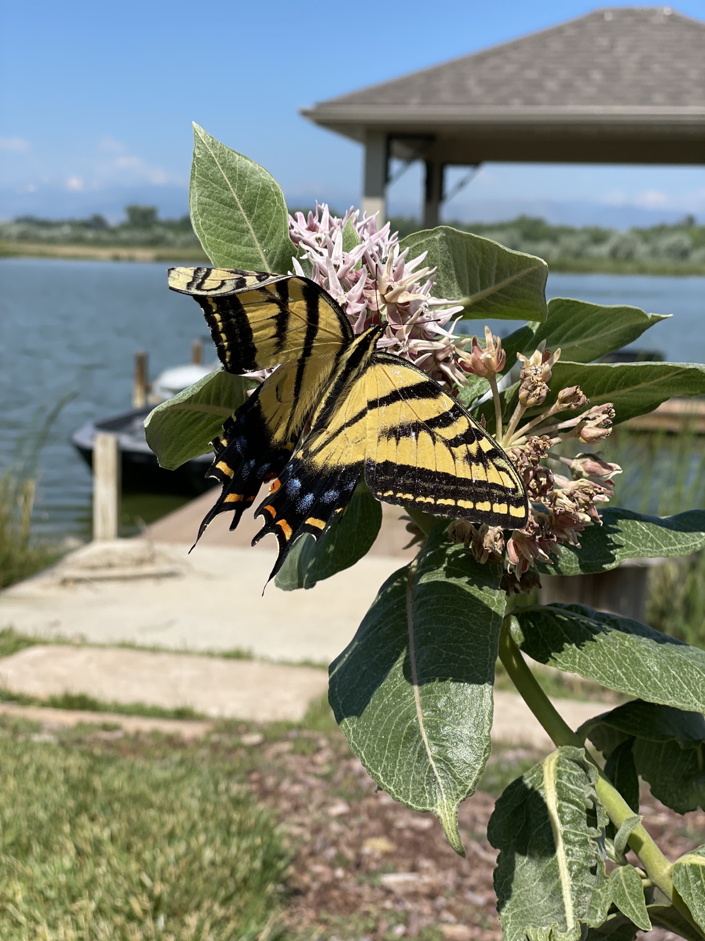 A bright yellow and black Western Tiger Swallowtail butterfly feeding on milkweed