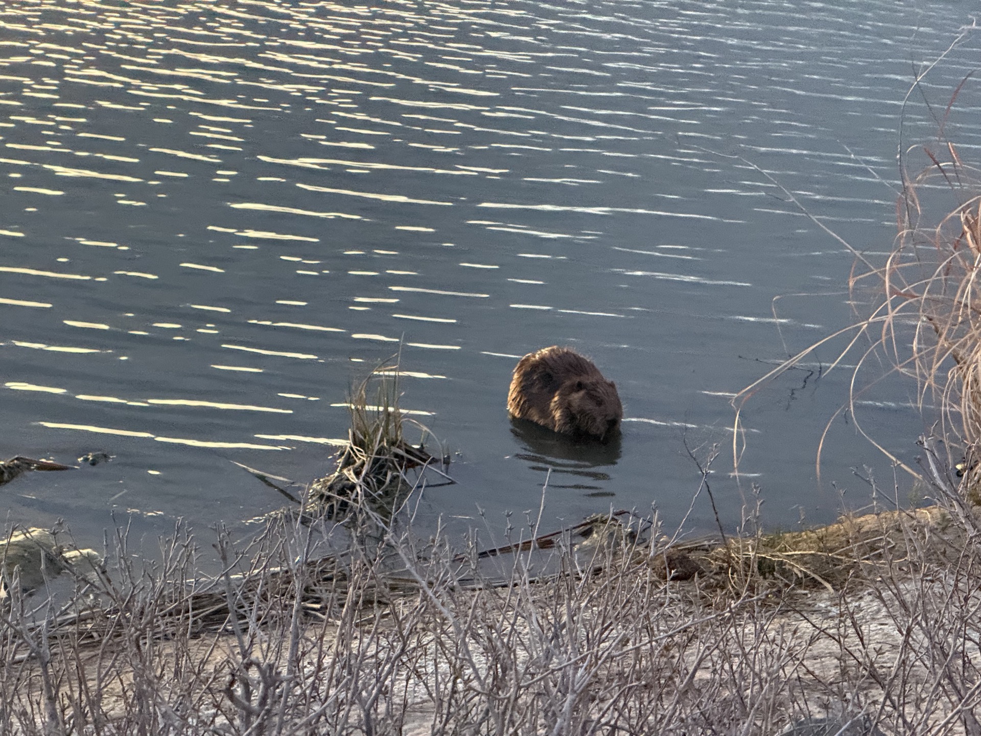 A North American Beaver swimming near the grassy lakeside bank