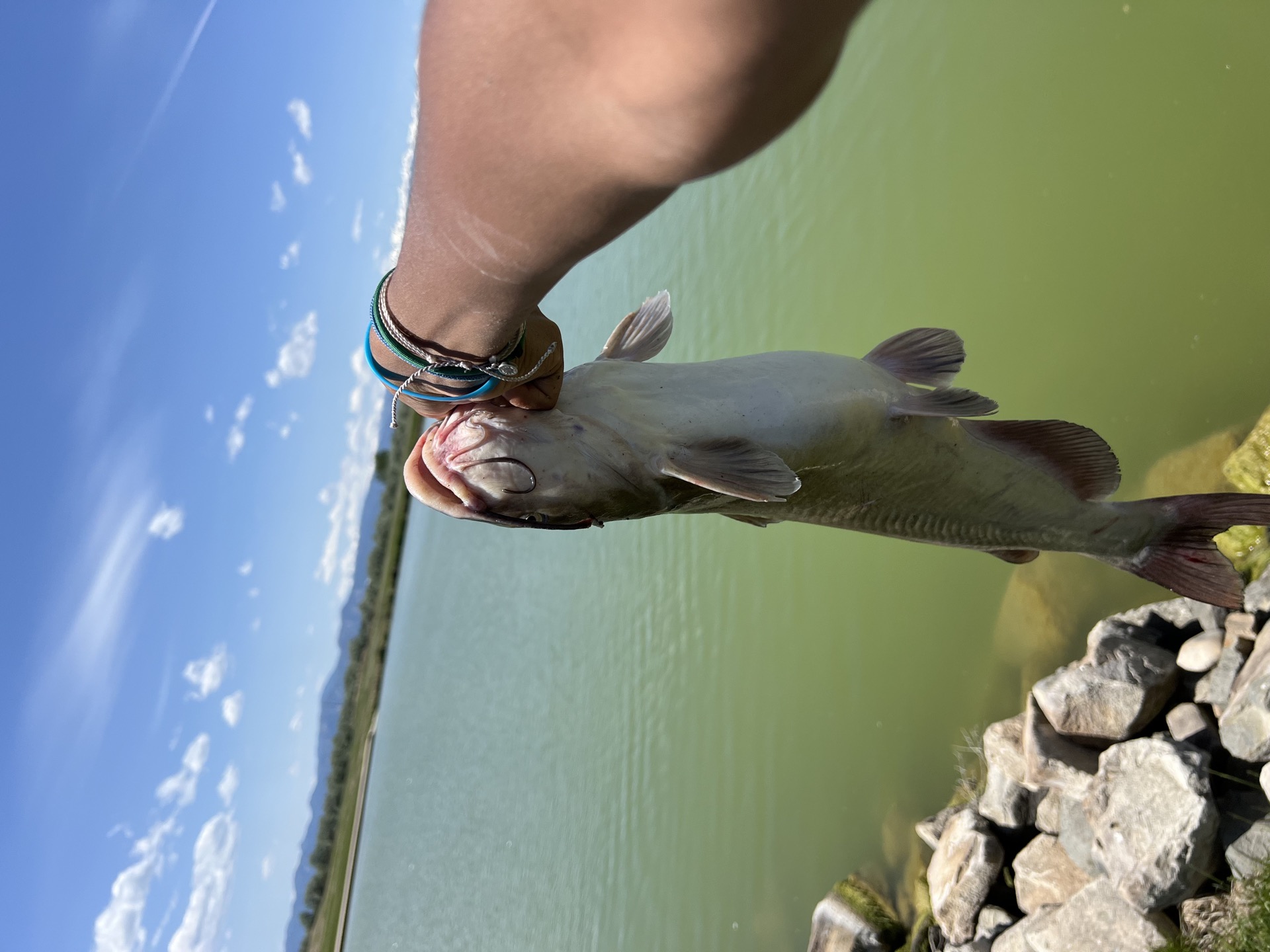 A healthy stocked Channel Catfish from the lake's deep channels