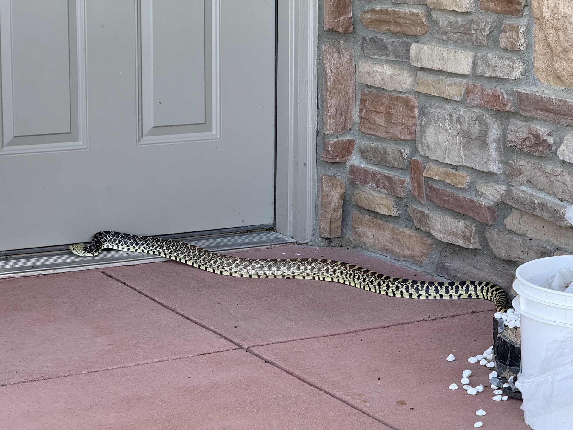 A large Bullsnake stretched out along the porch edge