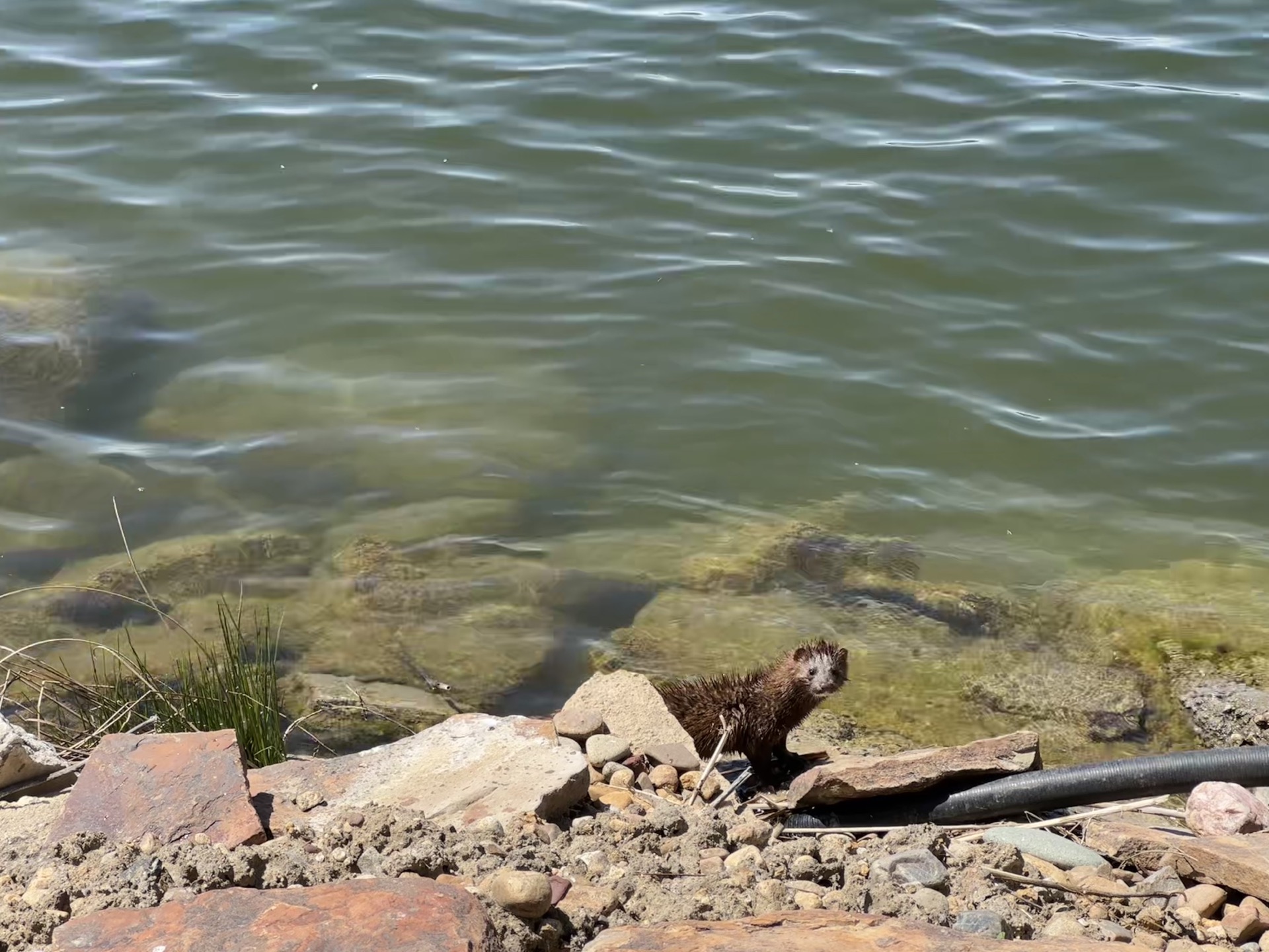 A sleek brown American Mink standing alertly on the rocky shoreline