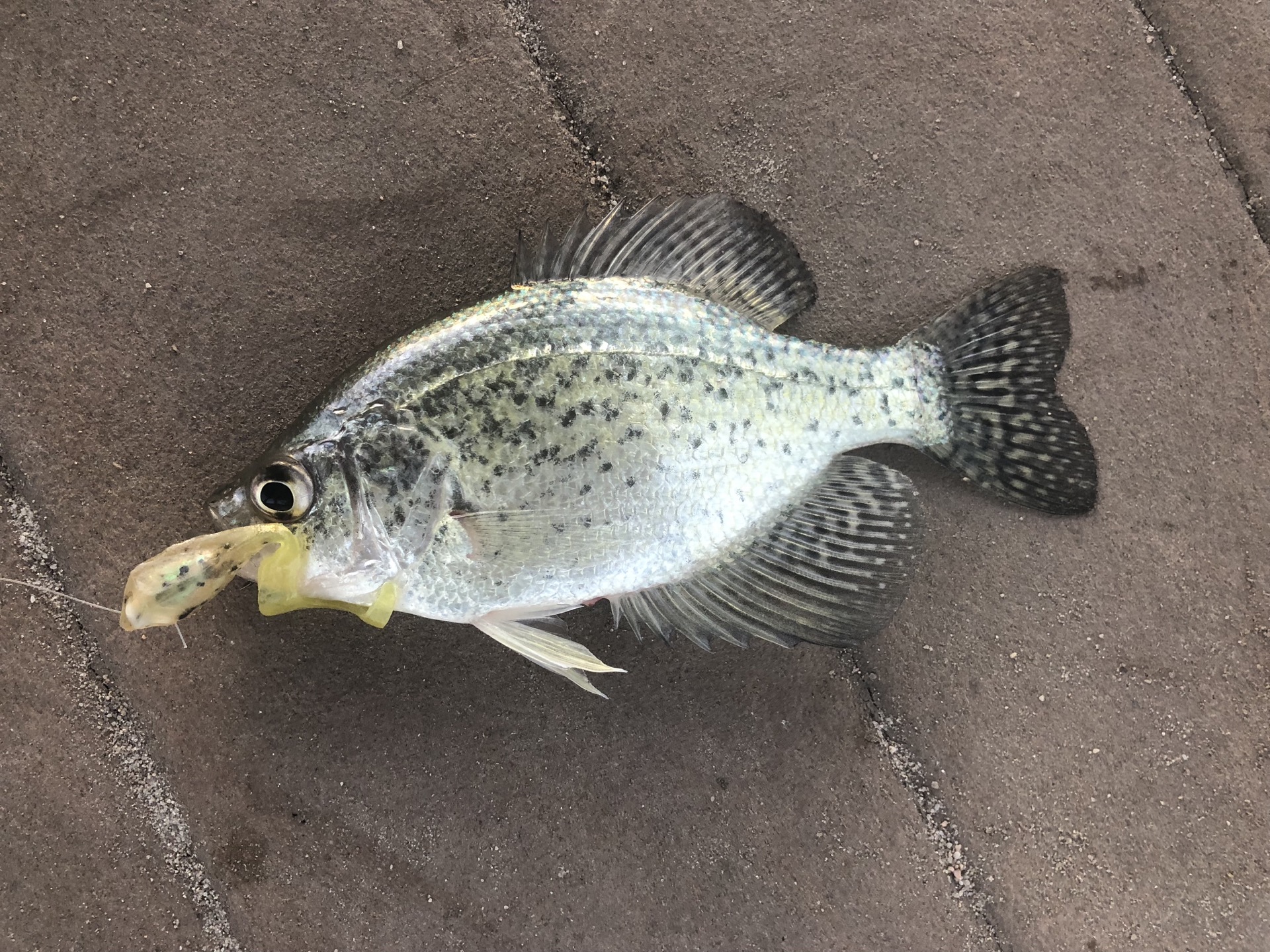 A freshly caught silver-green Black Crappie showing black mottling