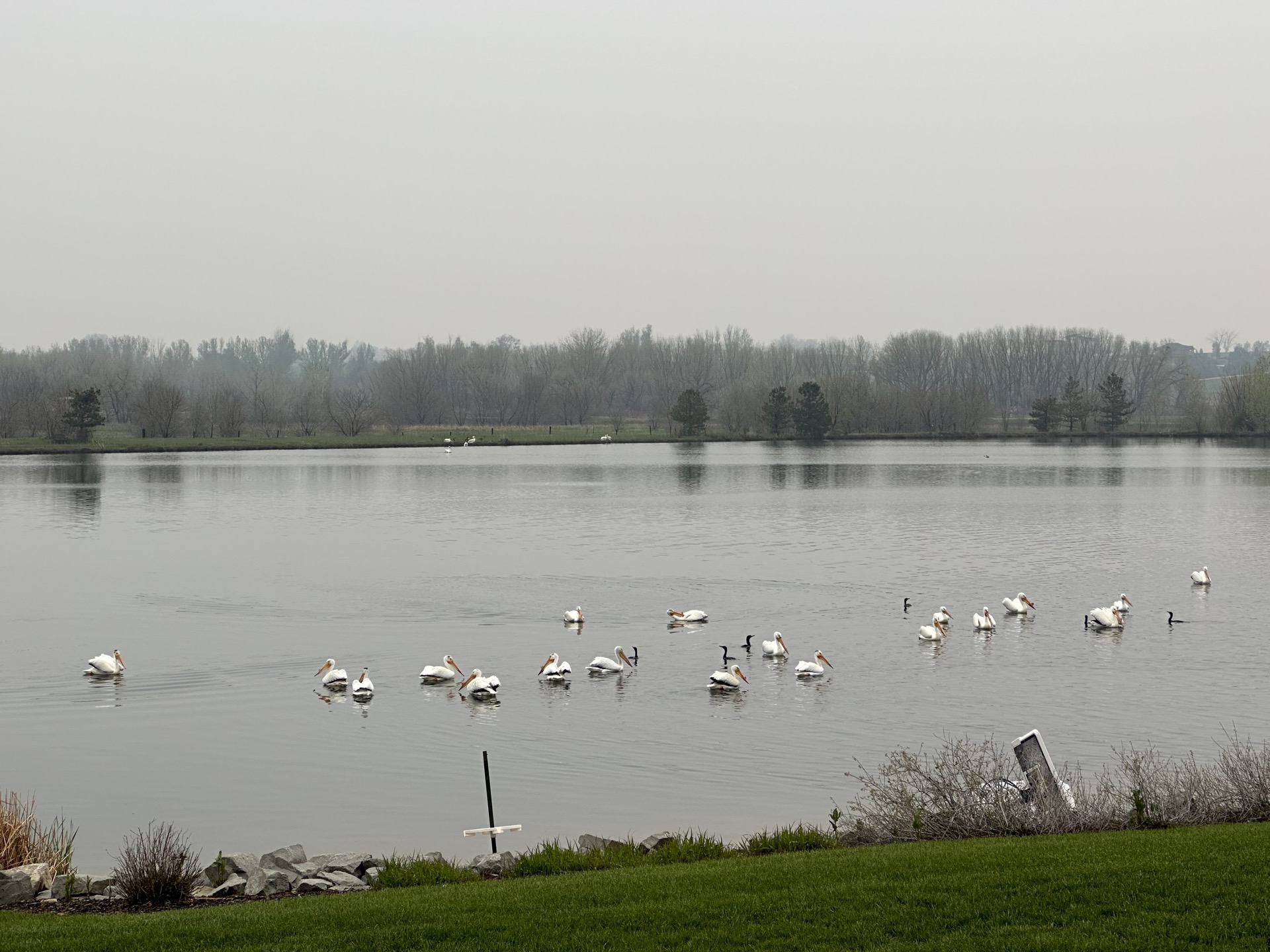 A magnificent flock of American White Pelicans floating on the lake