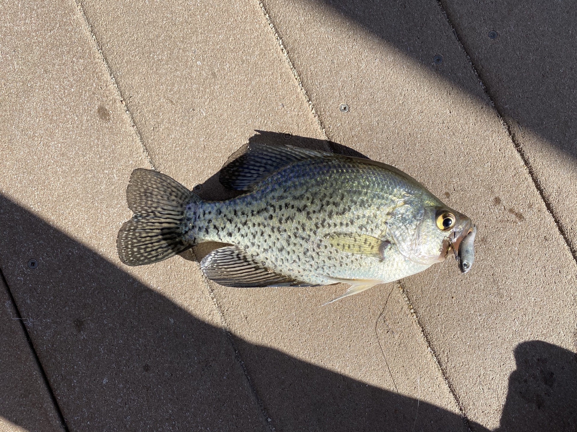 Another stunning Black Crappie specimen caught from our stocked lake