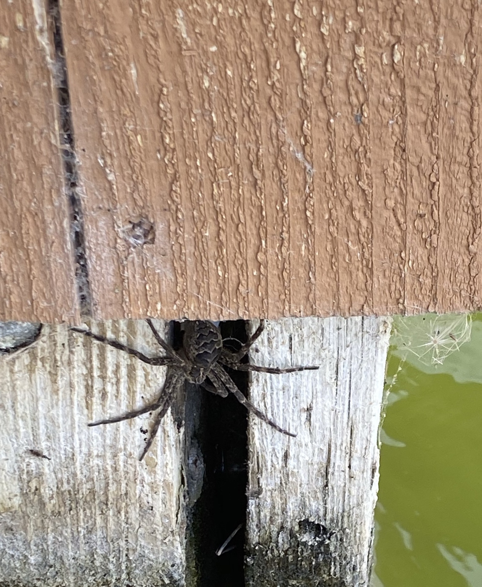 A Dark Fishing Spider resting on a weathered wooden dock piling