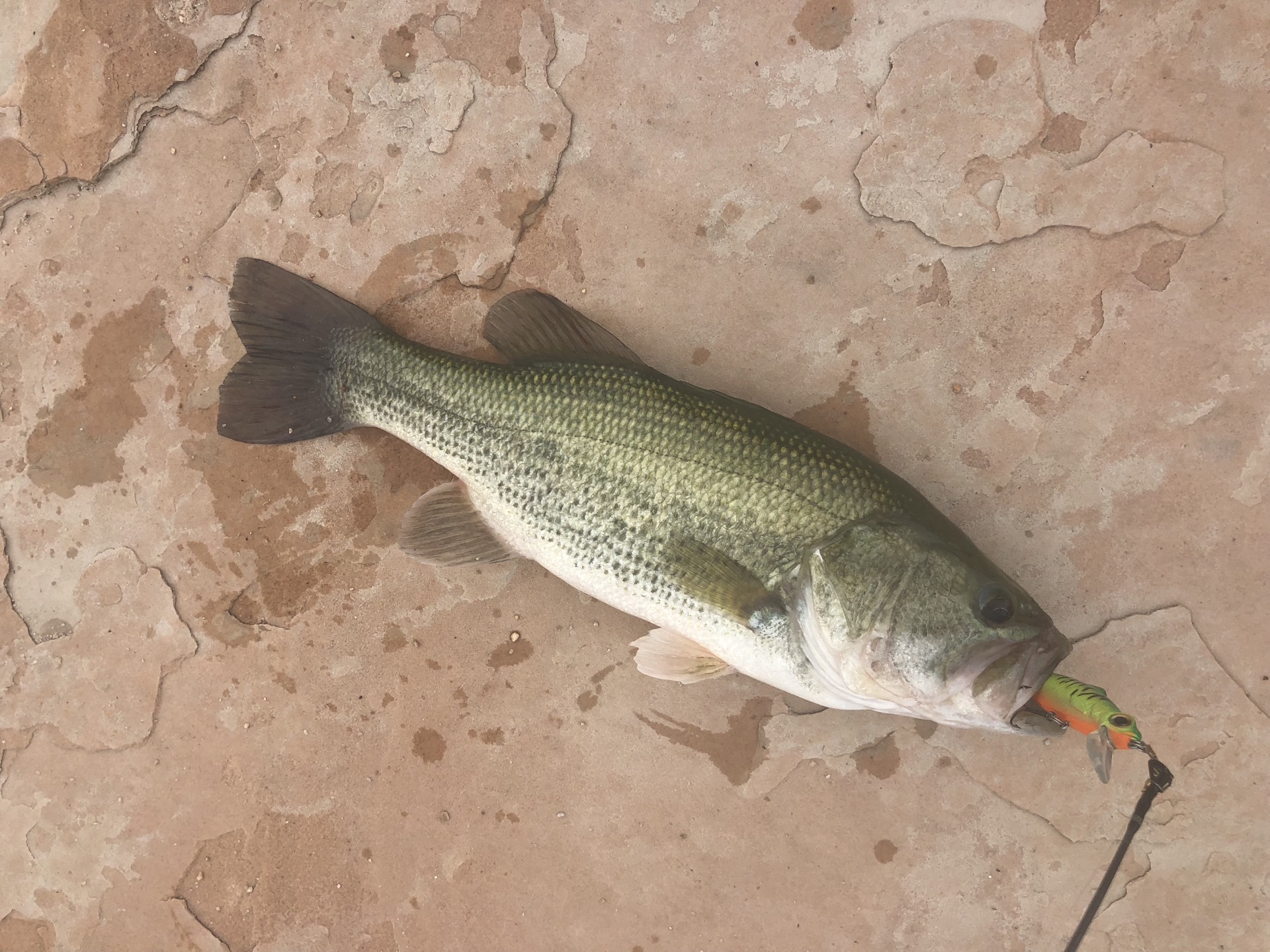 An impressive Largemouth Bass showcasing vibrant colors and markings