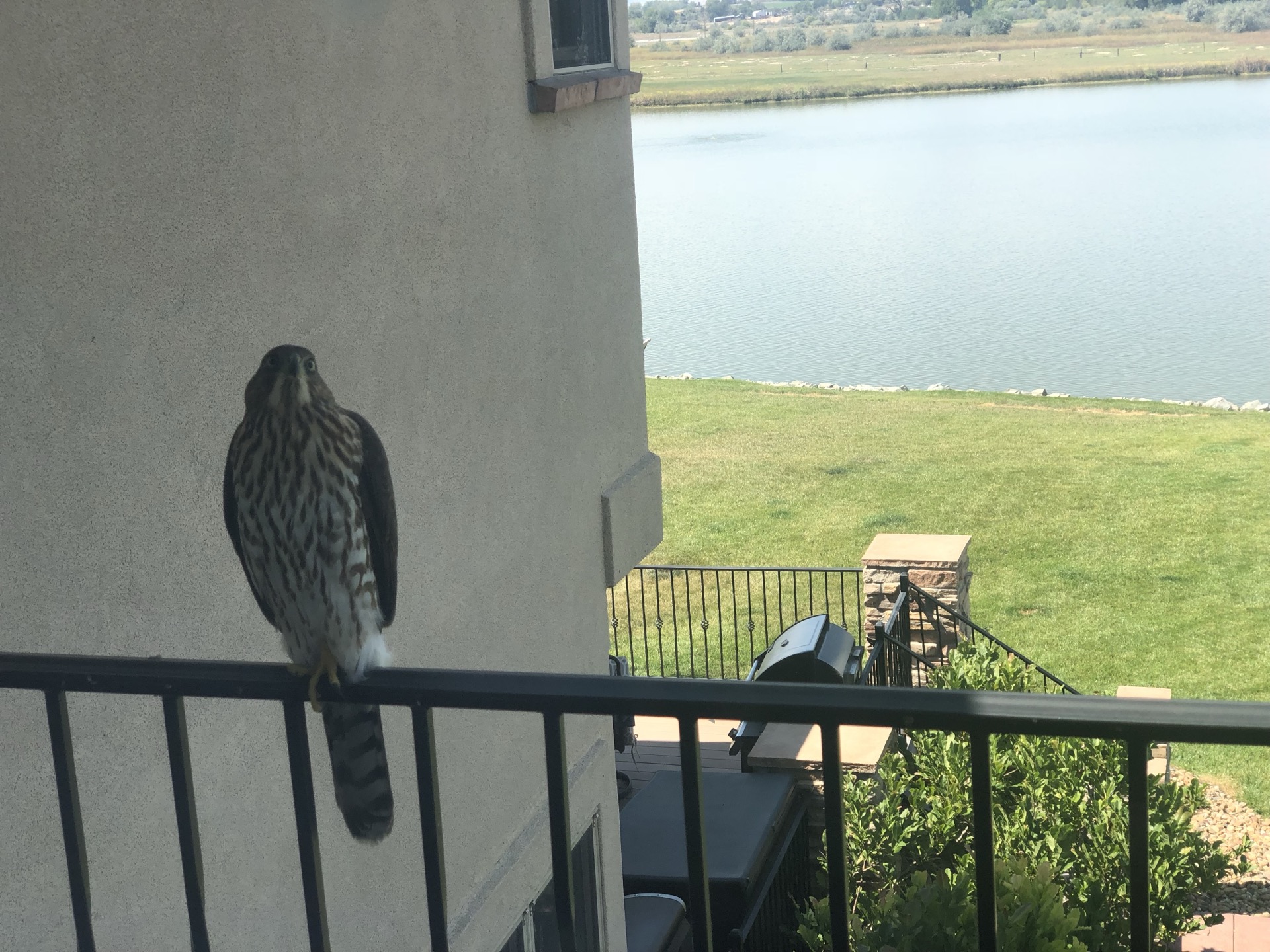 A beautiful Cooper's Hawk perched on a lakeside balcony railing