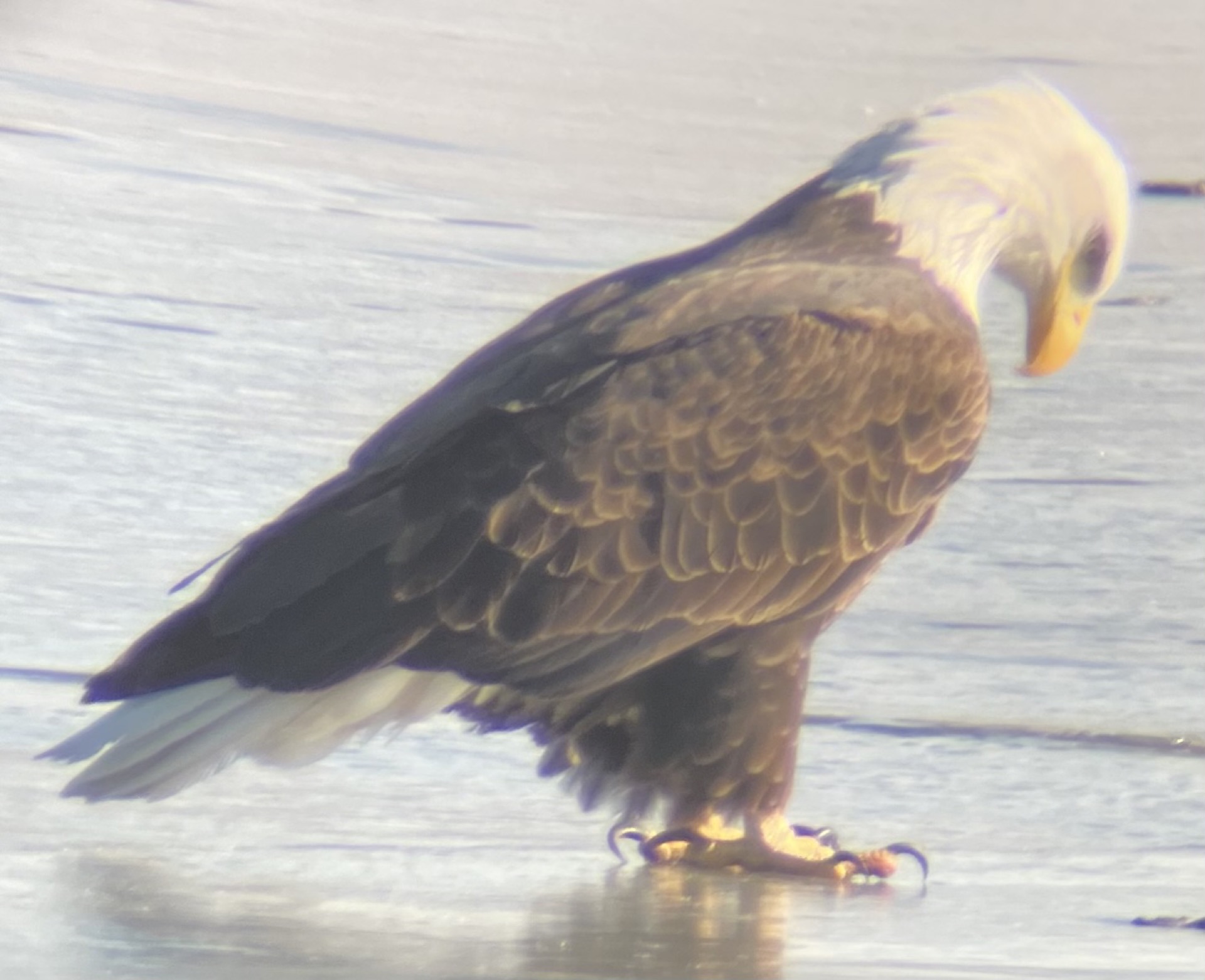 A majestic Bald Eagle roosting near the water's edge