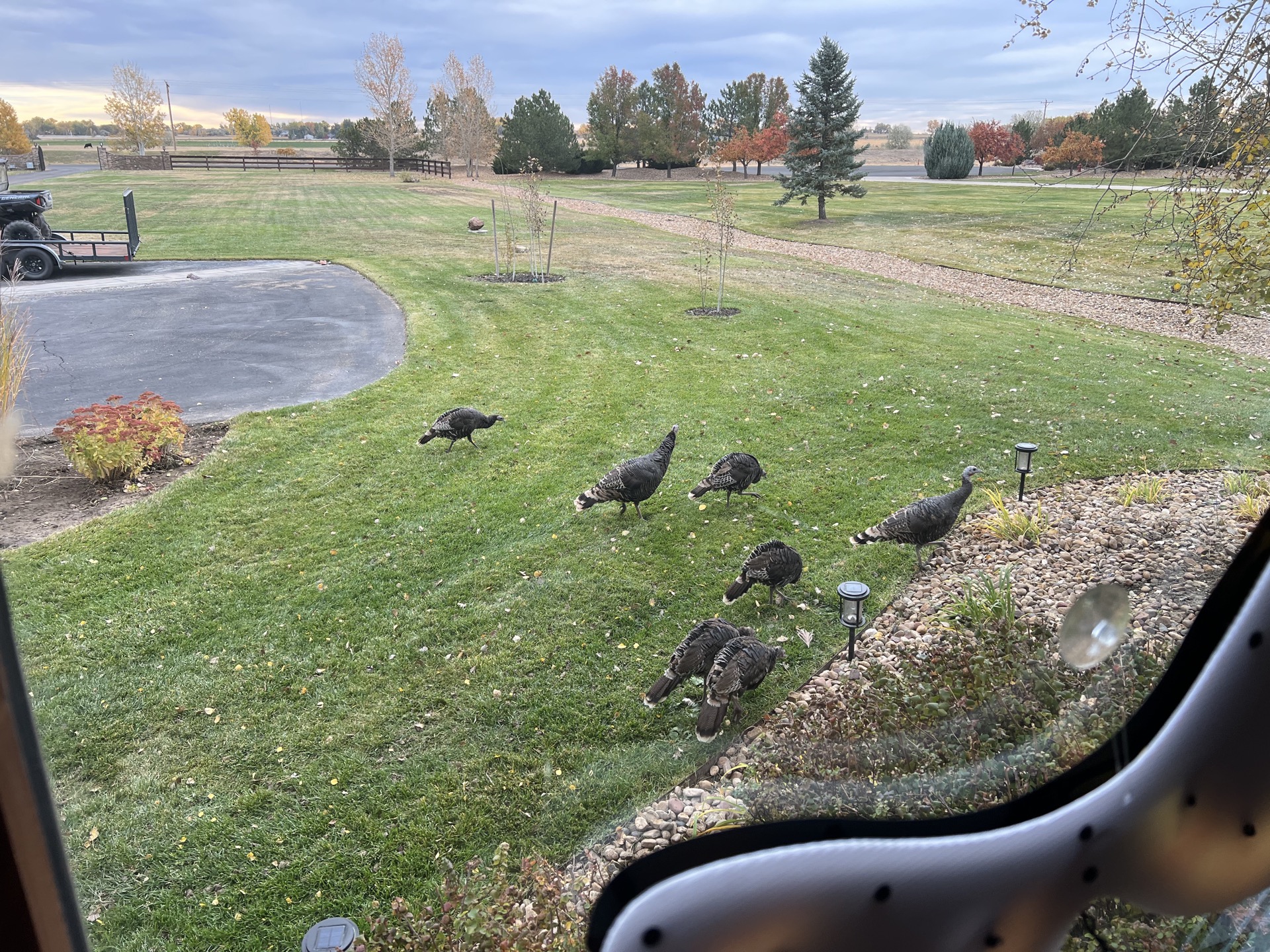 A flock of Wild Turkeys walking across a green neighborhood lawn