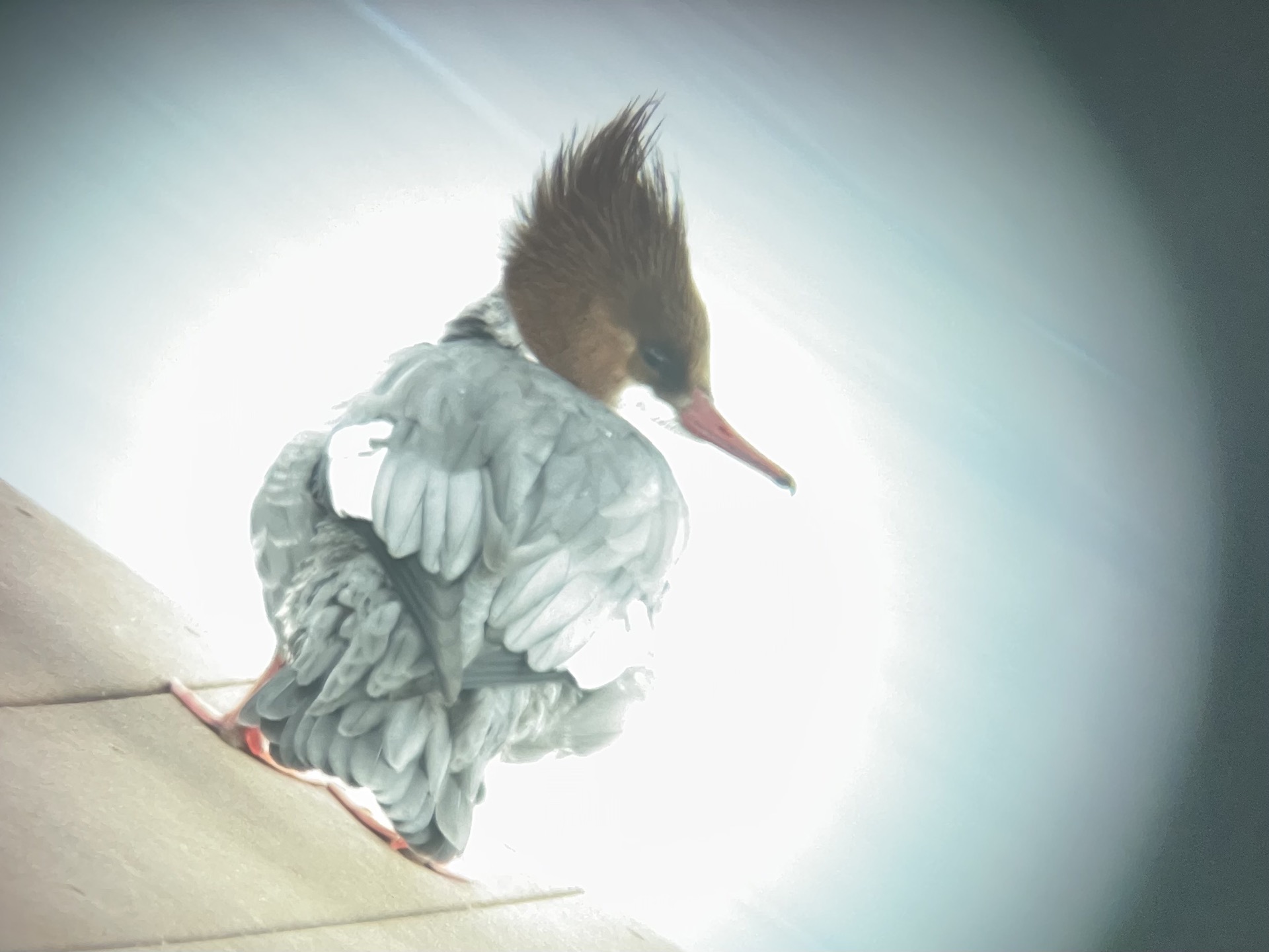 A gorgeous female Common Merganser showing her shaggy crested head